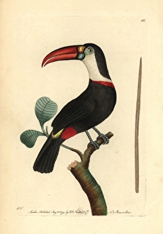 White-throated toucan, Ramphastos tucanos White-throated toucan, Ramphastos tucanos