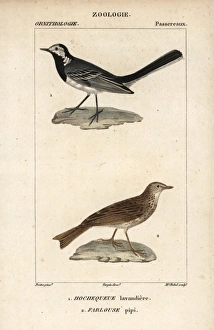 White wagtail, Motacilla alba, and tree pipit White wagtail, Motacilla alba, and tree pipit