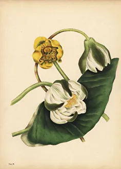 The white Water-Lily and yellow Nuphar, Silence The white Water-Lily and yellow Nuphar, Silence