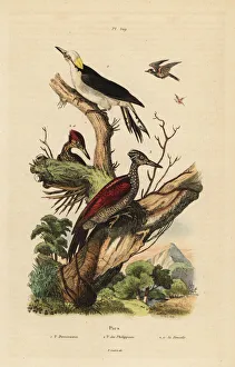 White woodpecker and Philippine pygmy woodpecker White woodpecker and Philippine pygmy woodpecker