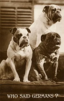 Who Said Germans? - Patriotic Bulldogs Who Said Germans? - Patriotic Bulldogs