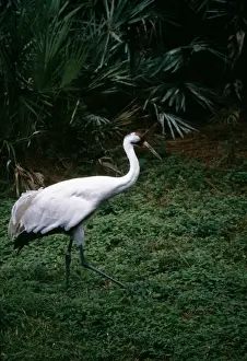 Wildlife Conservation Photos Prints: Whooping Crane