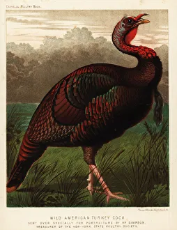 Wild American turkey cock, Meleagris gallopavo Wild American turkey cock, Meleagris gallopavo