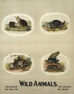Wildlife Artwork For Sale Prints: Wild animals