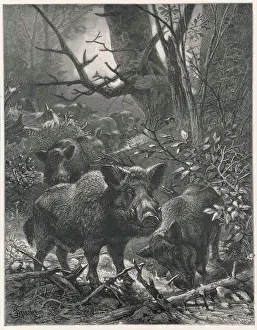 Prints of A herd of wild boar wander through the woods. One stops to eat Suidae Prints: Wild Boar in Woods Print