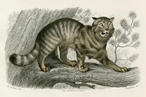 Cute Cat Images Prints: WILD CAT