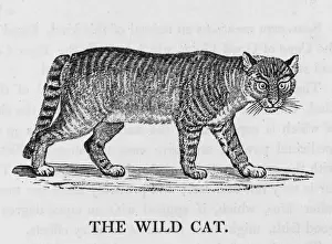 Wildlife Art Prints Online Prints: Wild Cat (Bewick)
