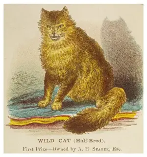 Exotic Pet Cats For Sale Prints: Wild Cat (Half Breed)