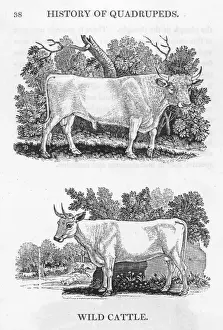 Prints of Bewick depicts two kinds of English wild cattle. Above is the Chillingham sort, of which he will later make one of his finest engravings. Both are rare even in his day Thomas Bewick Prints: Wild Cattle Print Depicts Rare English Species