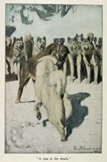 Classic Literature Prints Online Prints: Call of the Wild / Fight