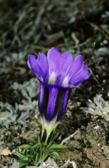 A wild flower (unidentified) on a mountain plateau A wild flower (unidentified) on a mountain plateau
