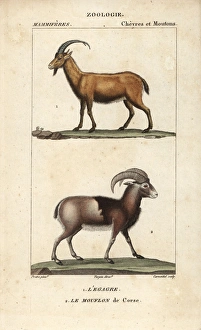 Wild goat, Capra aegagrus, and mouflon of Corsica Wild goat, Capra aegagrus, and mouflon of Corsica