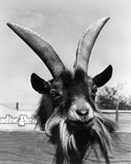 Wild goat at Paradise Park Zoo, Hayle, Cornwall Wild goat at Paradise Park Zoo, Hayle, Cornwall