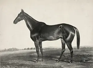 Vintage Horse Racing Art Prints: Wild Irishman