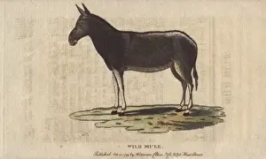 Historical Animal Pictures Prints: Wild mule, Equus mulus