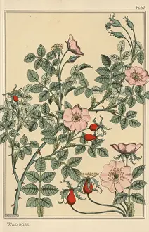 Prints of Wild rose botanical study.. Lithograph with pochoir (stencil) handcoloring from Eugene Grassets Plants and their Application to Ornament, Paris, 1897 Eugene Grasset Prints: Wild Rose Botanical Study Print, 1897