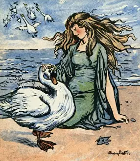 Wild Birds Photography Prints: The Wild Swans