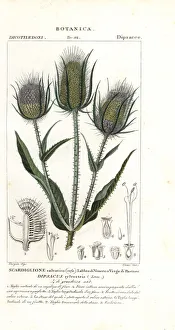 Wild teasel or fuller's teasel, Dipsacus fullonum Wild teasel or fuller's teasel, Dipsacus fullonum