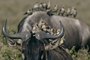 Wildebeest - with different species of social birds Wildebeest - with different species of social birds
