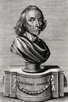 Historical Engravings Collection Prints: William Harvey / Bust