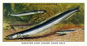 Wills cigarette card - Greater & Lesser Sand Eels Wills cigarette card - Greater & Lesser Sand Eels