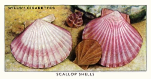Wills cigarette card - Scallop shells Wills cigarette card - Scallop shells