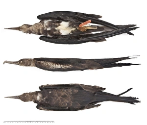 Wilsons frigate bird, Fregata wilsoni Wilsons frigate bird, Fregata wilsoni