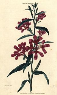 Wine-colored pinkfairies or ragged robins Wine-colored pinkfairies or ragged robins