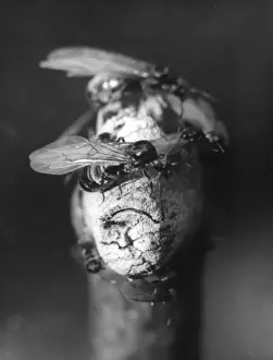 Winged Ants Prints: Winged Brown Ant