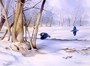 Winter landscape with two kingfishers Winter landscape with two kingfishers