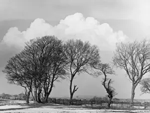 Bare Trees In Winter Prints: Winter Trees