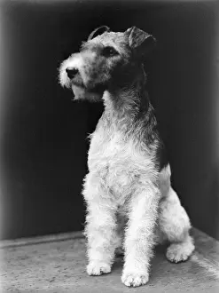 Early 1930s Wire-Haired Fox Terrier Print