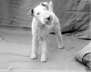 Early 1930s Wire-Haired Fox Terrier Print