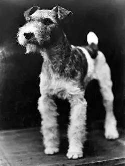 Prints of A perky wire haired fox terrier dog. Date: 1930s Fox Terrier Wire Prints: Wire Haired Fox Terrier Print, 1930s