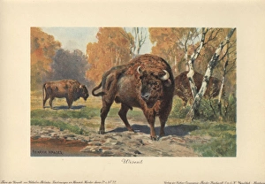 The wisent (Bison bonasus) or European bison The wisent (Bison bonasus) or European bison