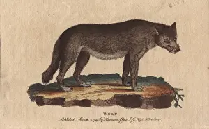 Historical Animal Images Prints: Wolf, Canis lupus