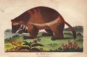 Natural History Illustrations Prints: Wolverine or Gulo gulo