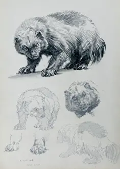 Prints of Wolverine Studies Wolverine Prints: Wolverine Studies Print by Mary Evans Prints Online
