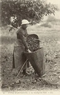 A woman of the Auvergne collecting walnuts A woman of the Auvergne collecting walnuts