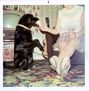 Woman feeding a dog ice cream in 1970s living room Woman feeding a dog ice cream in 1970s living room