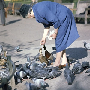 Woman in St Jamess Park with pigeons and ducks Woman in St Jamess Park with pigeons and ducks