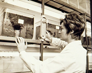 Woman at work, Snail Research Centre Woman at work, Snail Research Centre