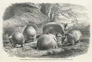 Victorian Era Animal Prints: WOMBAT 1864