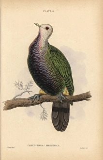 Wompoo fruit dove, Ptilinopus magnificus, native Wompoo fruit dove, Ptilinopus magnificus, native