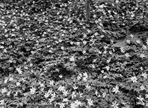 Wood Anemones, Colin Glen, (Anemone Nemorosa) Wood Anemones, Colin Glen, (Anemone Nemorosa)