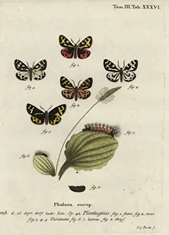 Wood tiger moth, Parasemia plantaginis Wood tiger moth, Parasemia plantaginis