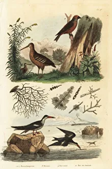 Woodcock, red crossbill and black skimmer Woodcock, red crossbill and black skimmer