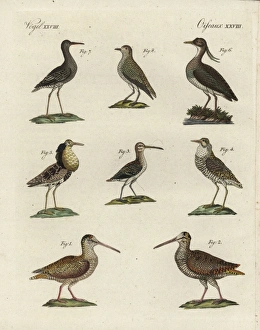 Woodcock, snipe, ruff, lapwing, sanderling Woodcock, snipe, ruff, lapwing, sanderling