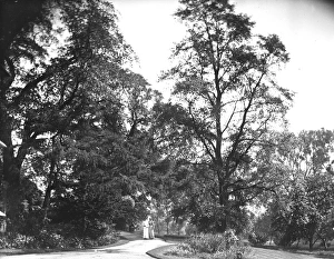 Woodland garden, Grove House, Bamford, Derbyshire Woodland garden, Grove House, Bamford, Derbyshire