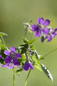Woodland Geranium - Wood Cranesbill - flowering Woodland Geranium - Wood Cranesbill - flowering